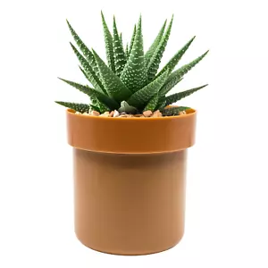 Maceta segura para desvío con cerradura de llave - caja de bloqueo oculta (plantas no incluidas) - Imagen 1 de 3