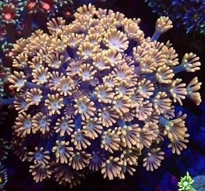 ORANGE ALVEPORA - 20+ POLYPS/LPS/ FRAG/CORAL/MARINE - Picture 1 of 1