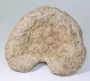 Sponge, cf. Cnemisponga, Jura, Kimmeridge, Ebermannstadt, FRG -eb7837 - Picture 1 of 7