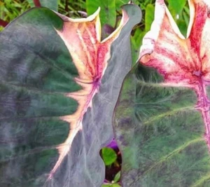 AUTÉNTICAS Colocasia Ghost Master 1 bombillas - Imagen 1 de 5