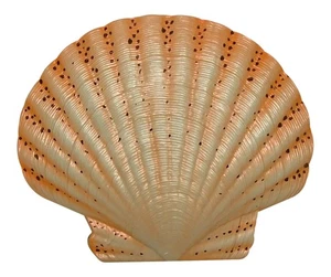 Barra Tiki Tropical Sea Shell Pared Guardería Baño Decoración Naranja 6 pulgadas SSW02 - Imagen 1 de 1