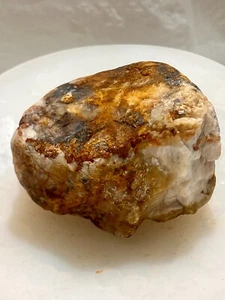 Calcedonia Madera Petrificada Gema Lapidaria Cruda 12.9 OZ Colección Exhibición - Imagen 1 de 9