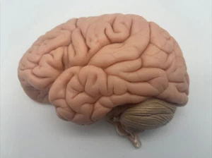 Somso Half Brain anatomisches Modell passt Somso Torso Modelle Ersatz Ersatzteil - Bild 1 von 5