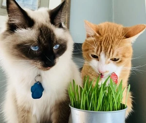 US Seller Cat Dog Grass Seeds - Premium Quality Organic,Non-GMO Wheatgrass Seeds - Picture 1 of 11