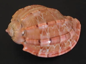 Rarely Seen Beauty...HARPA DAVIDIS~55mm~India SEASHELL - Picture 1 of 3