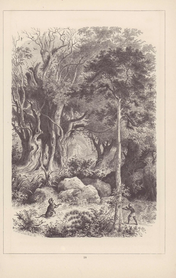 Tigerjagd. Stahlstich von 1859 nach W. Georgy. J. G. Flegel [Stecher]: - Bild 1 von 1