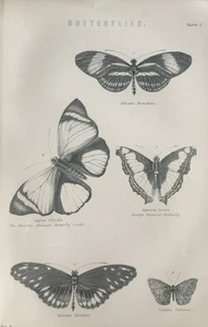 Antique 1870s Butterfly Print – Emperor, Amazon, Hermathoena – Victorian Art - Picture 1 of 4