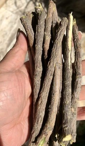 10 Pc Neem Sticks Azadirachta Indica Sticks DATUN for Teeth and Gums FREE SHIP - Picture 1 of 4