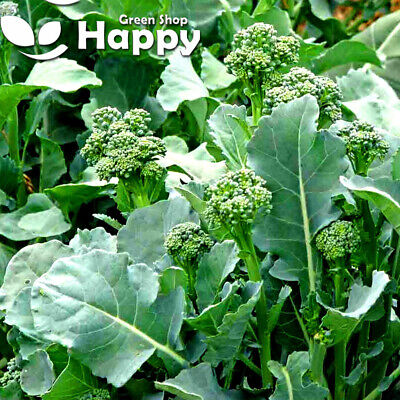 Vegetable Broccoletto Quarantino - 1400 Seeeds - Broccoli Spring Raab Rapini • 1.49€