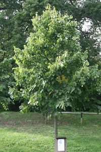 25 Linde Sommerlinde Tilia platyphyllos 50 - 80 cm wurzelnackt Bienenweide - Bild 1 von 3