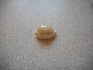 Cypraea fuscorubra,South African endemic Gem! - Picture 1 of 7