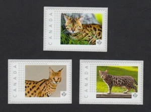 BENGAL, SAVANNE KATZE Bild Postage MNH Briefmarken Kanada 2015 [p15/11pc3] - Bild 1 von 2