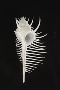 'Venus Comb' Murex seashell - Picture 1 of 2