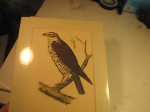 Litografia XIX secolo rimossa da Jacob Henry Studers Birds of North America - Foto 1 di 4