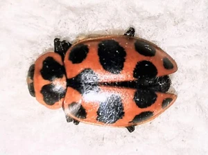 Coccinellidae Coleomegilla maculata lengi A1 or A- from CANADA - UNCOMMON- #0073 - Picture 1 of 1