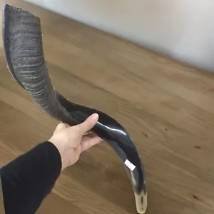 Half Polished Natural Judaica Kosher 22"-24" Yemenite Kudu Shofar horn Israel - Picture 1 of 13
