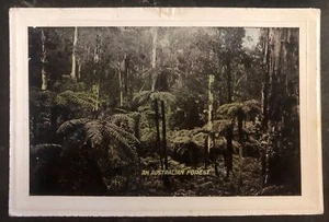 Mint Australia Picture Postcard PPC An Australian Forest View - Picture 1 of 2