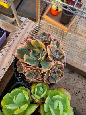 Imported red fuji teacup aeonium succulent 1pc - Image 1 of 3