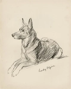 DEUTSCHER SCHÄFERHUND ALTE 1937 HUND KUNSTDRUCKSEITE von MAC LUCY DAWSON - Bild 1 von 1
