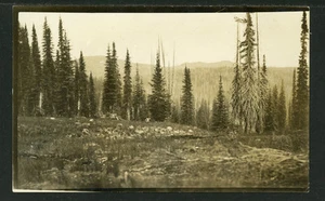 RP Timber Scene near Halfway Oregon 1914   P359 - Picture 1 of 2