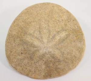 Riccio di mare, Dendraster venturaensis, terziario, Pliocene, California, USA -k529 - Foto 1 di 4