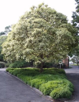 VARIEGATED QUEENSLAND BOX TREE 100 SEEDS LOPHOSTEMON CONFERTUS VARIEGATA NATIVE - Image 1 of 2