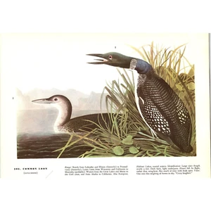 Common Loon - 1941 Audubon "Birds of America" Original Color Bird Print - Picture 1 of 2
