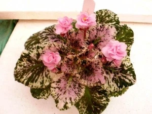 African Violet * Rose Bouquet - Picture 1 of 3