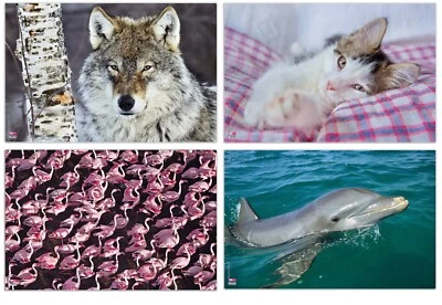 Veloflex Schreibunterlage Schreibtischunterlage groß 40 x 60 cm mit Motiv 4651