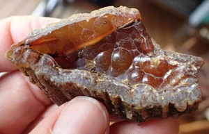 Botryoidal Fossil Coral Geode Fragment GA Agate Specimen Collection Gem WC9 - Picture 1 of 6