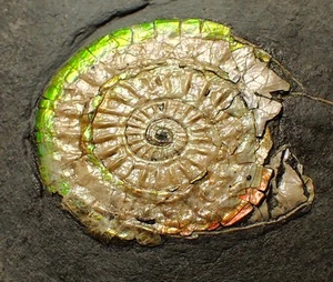 Kompletter 50 mm grün & orange irisierender Caloceras Display Ammonit Fossil UK - Bild 1 von 6