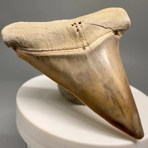 Large Colorful 2.43" Fossil EXTINCT MAKO Shark Tooth - Peru - Picture 1 of 4