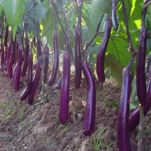 1 Pack 400 Semillas de Berenjena Larga Línea Púrpura Solsnum Berenjena Orgánicas - Imagen 1 de 3