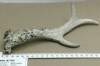 Roe Deer Antler NATURAL Taxidermy V Shape Project White covered in Moss