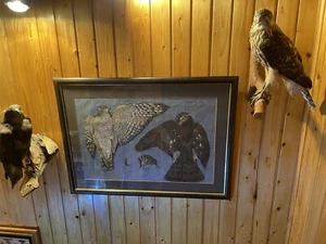 Habicht Goshawk Aquarell Watercolor Original Irland 1990 - Bild 1 von 7