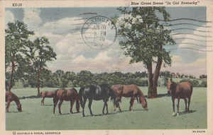 BLUE GRASS SCENE In Old Kentucky KY Horse Farm Animal Postcard Horses - Picture 1 of 2