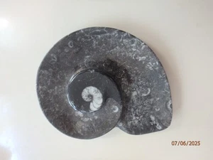 Exquisite Ammonit Fossil Spiralmuster Schale/Teller Marokko - Bild 1 von 4