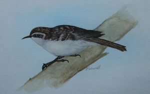 TREECREEPER SIGNED ORIGINAL PAINTING by JIM ROBERTS (Author of SNOWDONIA) - Picture 1 of 3