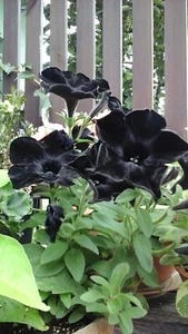 Sale23 schwarze Petunie stehend Petunia black 20 Samen - Bild 1 von 1