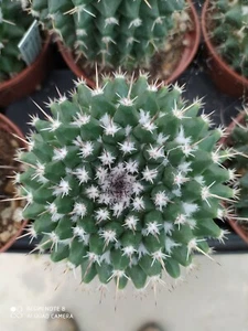 MAMMILLARIA COMPRESSA POT10 POT10 CACTUS PIANTE GRASSE NO COPIAPOA AZTEKIUM - Foto 1 di 4