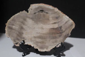 "Árbol Araucaria grande raro de madera petrificada Brasil Pérmico 6,5""x 4,5""" - Imagen 1 de 3