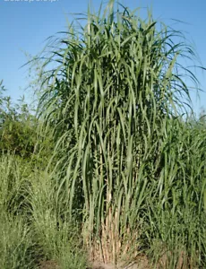 Miscanthus x Giganteus x 1 Plant " Miscanthus x hybrid " - Ornamental Grass - Picture 1 of 5
