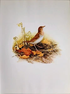 Placa de libro con impresión artística vintage J F Lansdowne Veery Birds 66 - Imagen 1 de 3