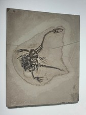 [QC11] Keichousaurus hyphalosaurus dinosaur reptile fossil