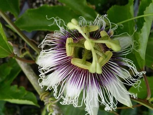 POSSUM PURPLE Passion Flower Fruit Vine Live Plant Passiflora edulis - Picture 1 of 5