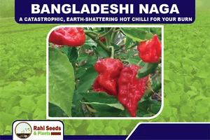 Bangladeshi Naga - A Catastrophic, Earth-shattering Hot Chilli for Your Burn - Picture 1 of 11