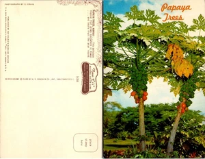 Hawaii Postcard Papaya Trees Hawaii Tropical Fruit Green Palm Trees - Picture 1 of 1
