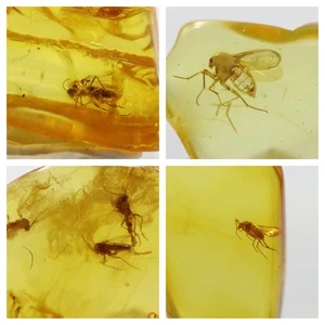20 LOT Baltic Amber Stones with Rare Insects | Certified Fossil Inclusions - Picture 1 of 15