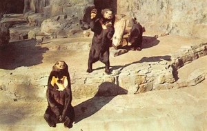 Postal vintage cromada MALAY SUN BEARS WOO Woodland Park Zoo, Seattle, WA c1950 - Imagen 1 de 1