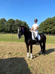 Suche Reitbeteiligung für mein Dressurpferd - Bild 1 von 1